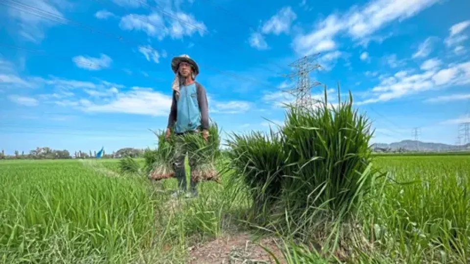 Hot and dry weather spell good news for Malaysian farmers