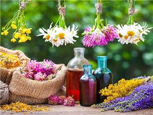 برداشت 16 گونه گياهي ارزشمند ايلام فقط با مجوز رسمي