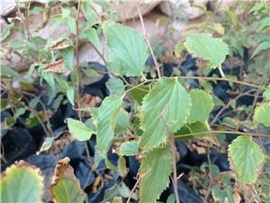 نهالکاري زرشک، بنه و داغداغان در ارتفاعات شمالي نيشابور