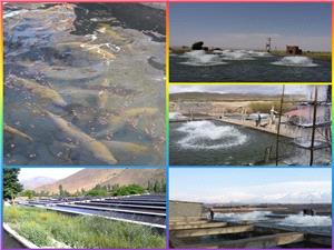 شهرستان نيشابور رتبه دوم توليدآبزي پروري خراسان رضوي است