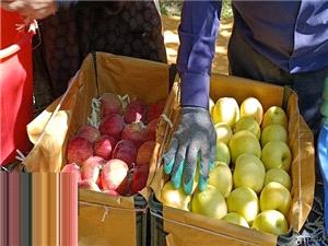 سيب مراغه راهي بازارهاي جهاني