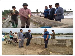 غاز فصل صيد ماهيان گرمابي در آببندانهاي بابل/ پيش بيني صيد 12 هزار تن ماهي گرمابي