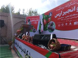 جلفا، رتبه اول توليد انار و انجير در آذربايجان شرقي / صادرات انار ارگانيک به کشورهاي همسايه