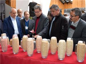 پرداخت قيمت گندم تضميني خريداري شده بر اساس کيفيت محصول