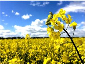 ايلام از مناطق استراتژيک غرب کشور در حوزه توليدات کشاورزي است