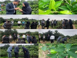 بازديد تخصصي از نهالستانهاي بابل با تأکيد بر نظارت، کنترل آفات و استفاده از نهالهاي مقاوم