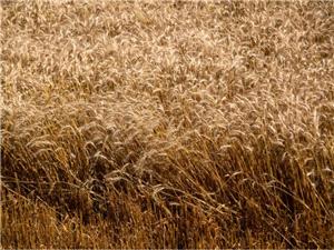 چین واردات گندم ایالات متحده را برای اولین بار از سال 2024 از سر می گیرد