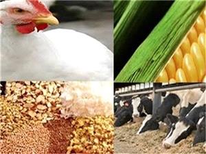 توزيع بيش از 6 هزار 800 تن انواع کنسانتره دامي يارانه دار در نيشابور