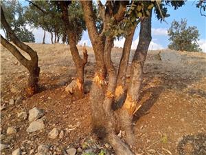 شناسايي عامل آسيب به درختان بلوط محدوده بيمارستان رازي شهر ايلام