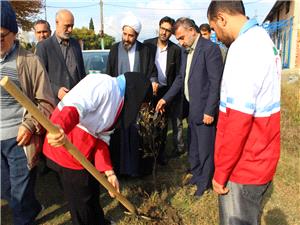 غرس 1200 اصله نهال به مناسبت روز مادر در مازندران
