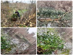 آغازعمليات گسترده جمعآوري گونه مهاجم سنبل آبي ازتالاب گل نيلوفربابل