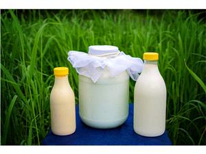 توليد 186 تن شيرخام از واحدهاي دامداري روستايي قائم شهر /ارزش اقتصادي 50 ميلياردي