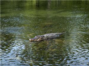 إسرائيل ترتکب "مذبحه تماسيح" في غور الأردن بدعوى إحباط عمل إرهابي (فيديو)