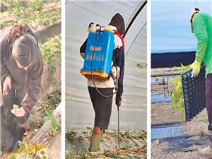 Undocumented Nepalis face exploitation in Greece’s strawberry fields