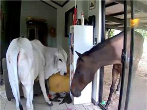 Moo dunnit? Dog lets bull, horse into living room in Australia