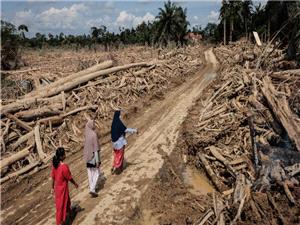 Indonesian government suspends four firms suspected of contributing to deadly North Sumatra flooding