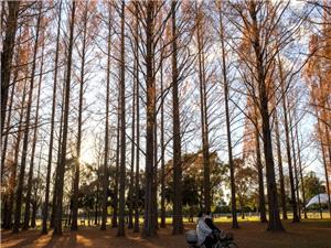 In Japan, nearly 900 had driver’s licenses suspended for drunk cycling in Jan.-Sept.