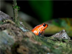 ضفدع برتقالی صغیر یخطف الأضواء فی جبال البرازیل