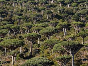 Are rainforests now a cause of, rather than the answer to, climate change?