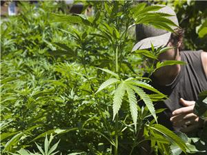 ترامب یدرس تخفیف القیود الفیدرالیه على الماریجوانا