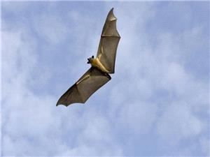 علماء روس یکتشفون بدیلا للمضادات الحیویه فی الخفافیش