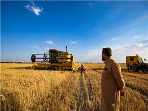 رویترز: شرکه تجاره حبوب روسیه تقاضی مؤسسه حکومیه سوریه