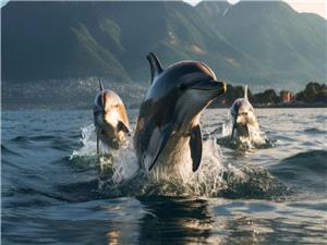 تعاون غیر مألوف بین الحیتان والدلافین فی الصید!