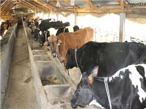 Flush season brings relief to Nepal’s dairies as farmer dues largely cleared