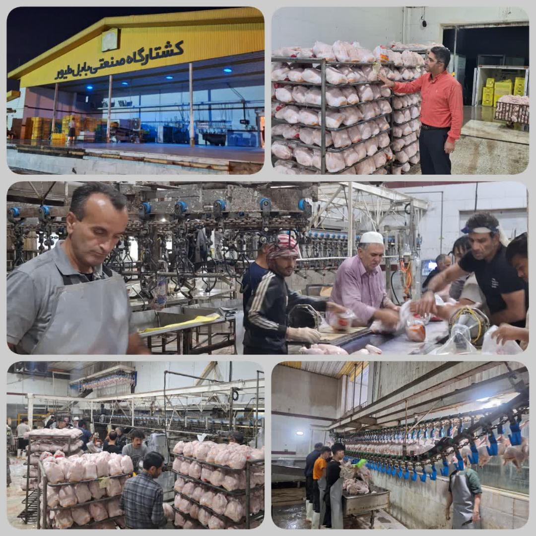 بازديد شبانه از کشتارگاه بابل طيور بابل براي نظارت بر تامين مرغ گرم
