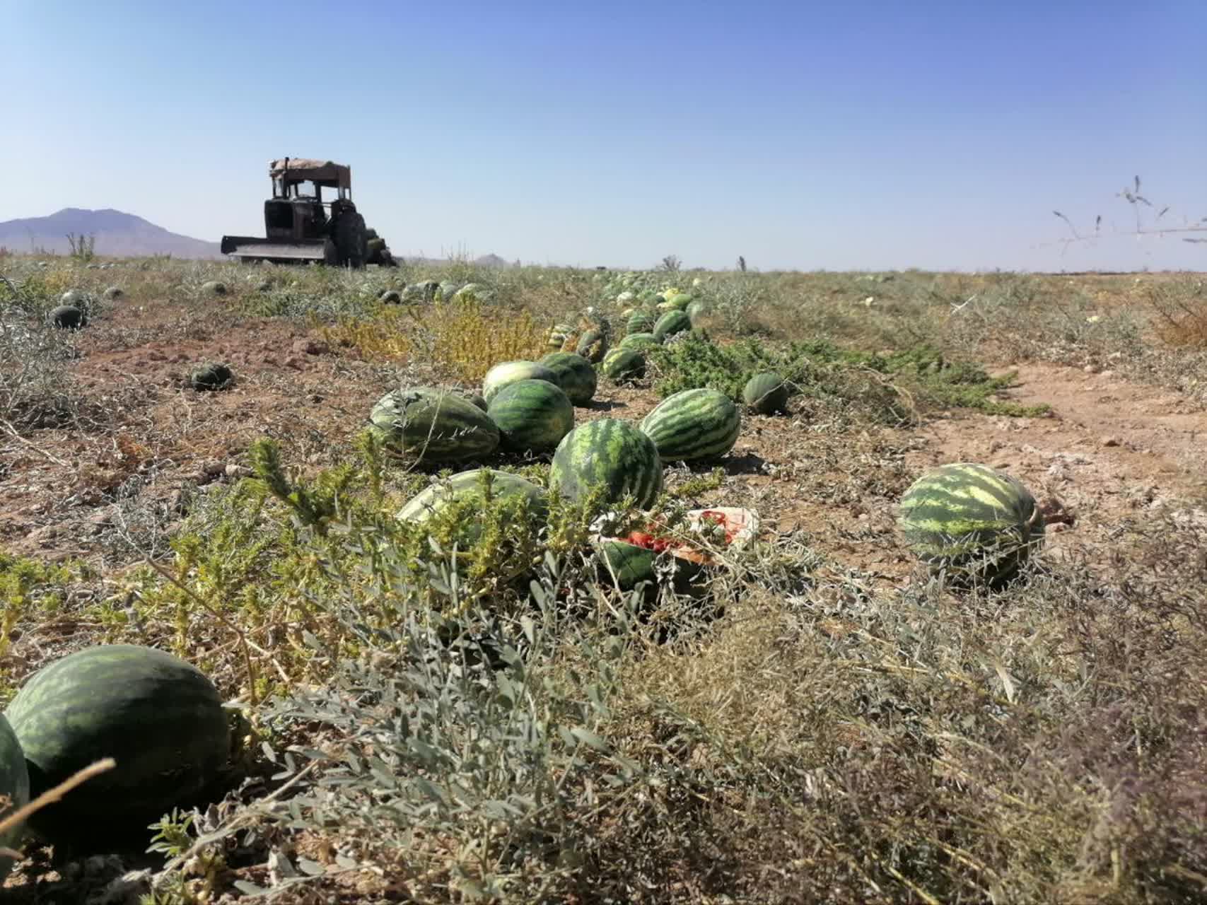 آغاز برداشت هندوانه تخمه آجيلي در شهرستان ميان جلگه