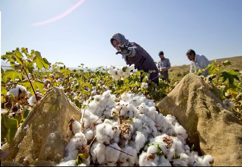 آغاز برداشت طلاي سفيد در شهرستان ميان جلگه