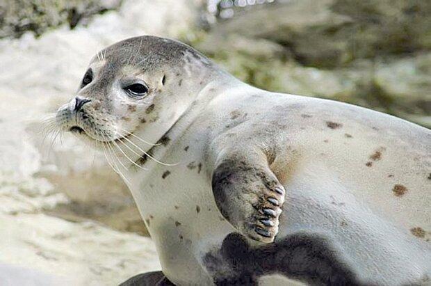 شمار تلفات فوک خزري در سواحل مازندران به 49 قلاده رسيد