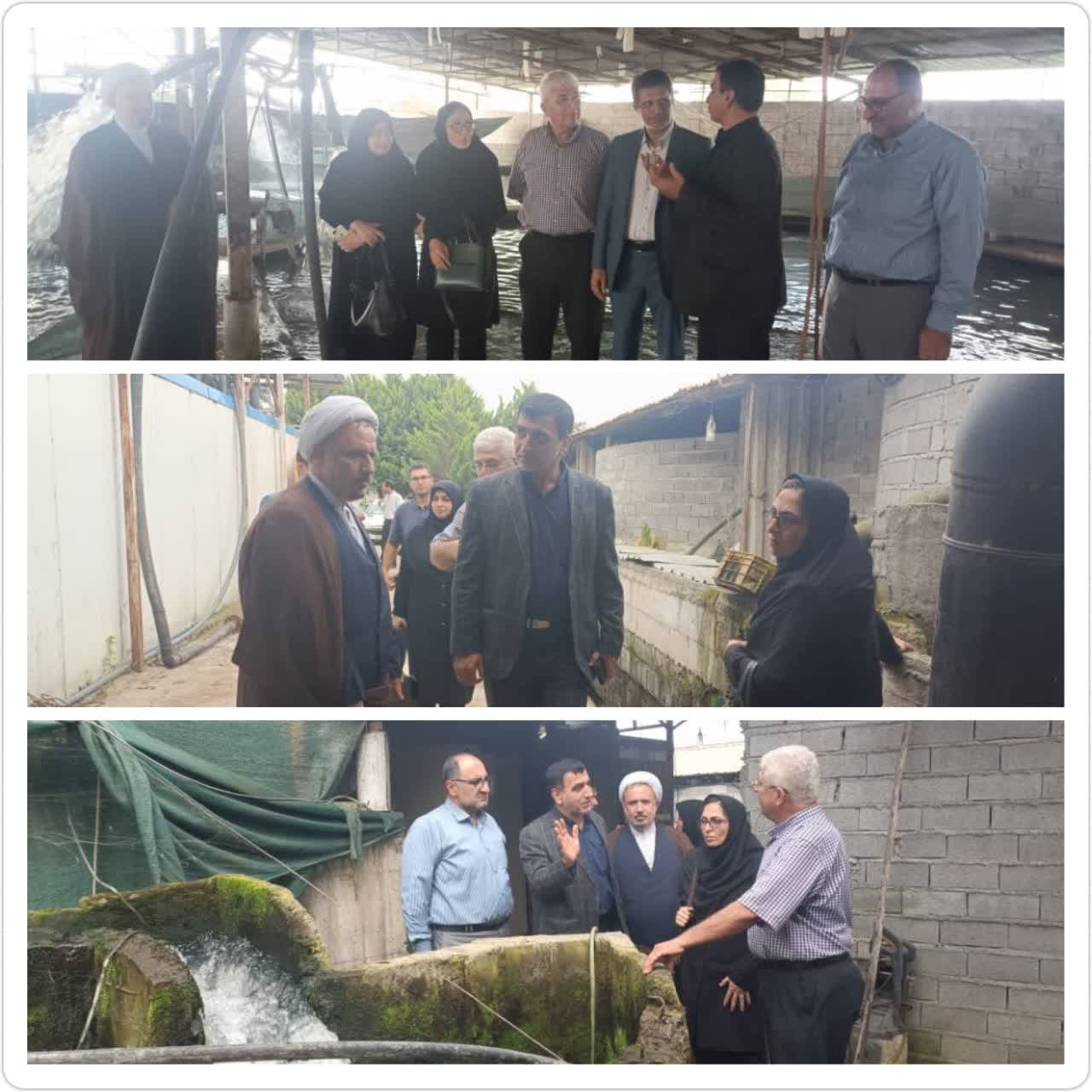 بازديد ميداني مدير جهاد کشاورزي بابل از خط توليد طلاي سياه در هتکه پشت