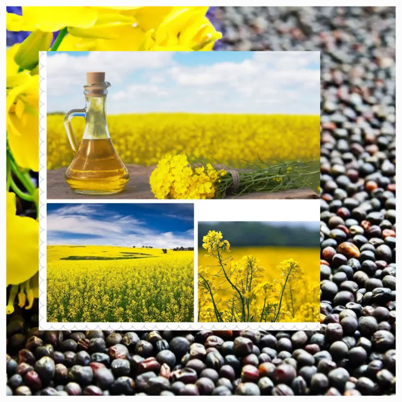 کشت پاييزه کلزا در بابل؛ گامي بلند براي خودکفايي دانه‌هاي روغني