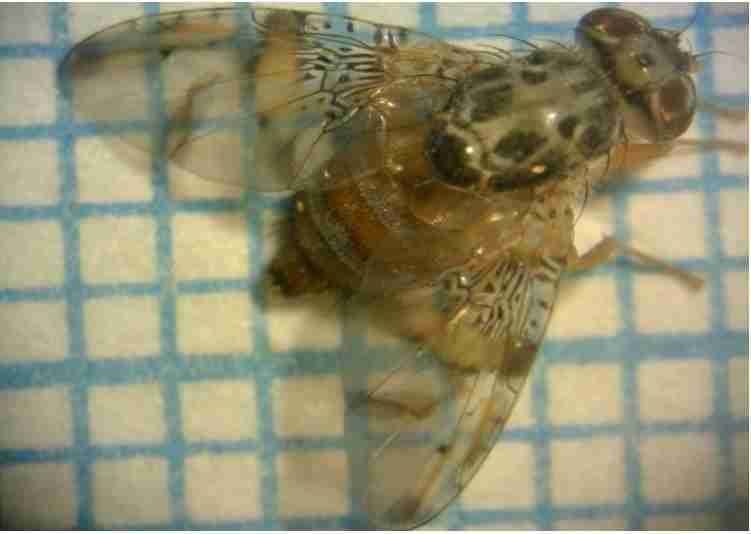 رديابي و مديريت آفت مگس ميوه مديترانه اي در 5 هزار و 632 هکتار باغات بابل در مهر ماه سال جاري