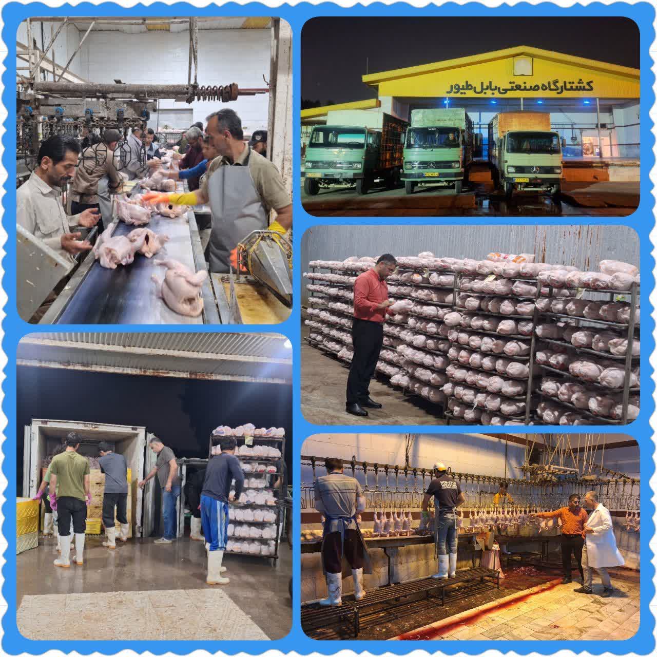 توزيع مرغ يارانه‌اي در بابل زير ذره‌بين نظارت مستقيم