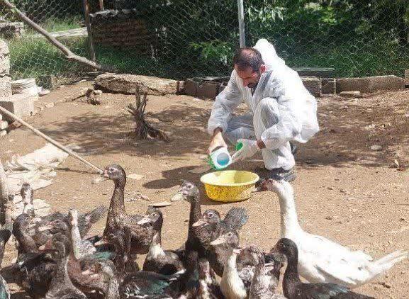 واکسيناسيون 2 ميليون قطعه طيور بومي در مازندران؛ سپر محکم در برابر نيوکاسل