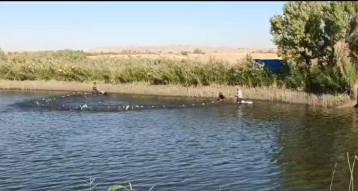 صيد ماهيان پرورشي در قصرشيرين با پيش‌بيني توليد 7500 تن  آغازشد