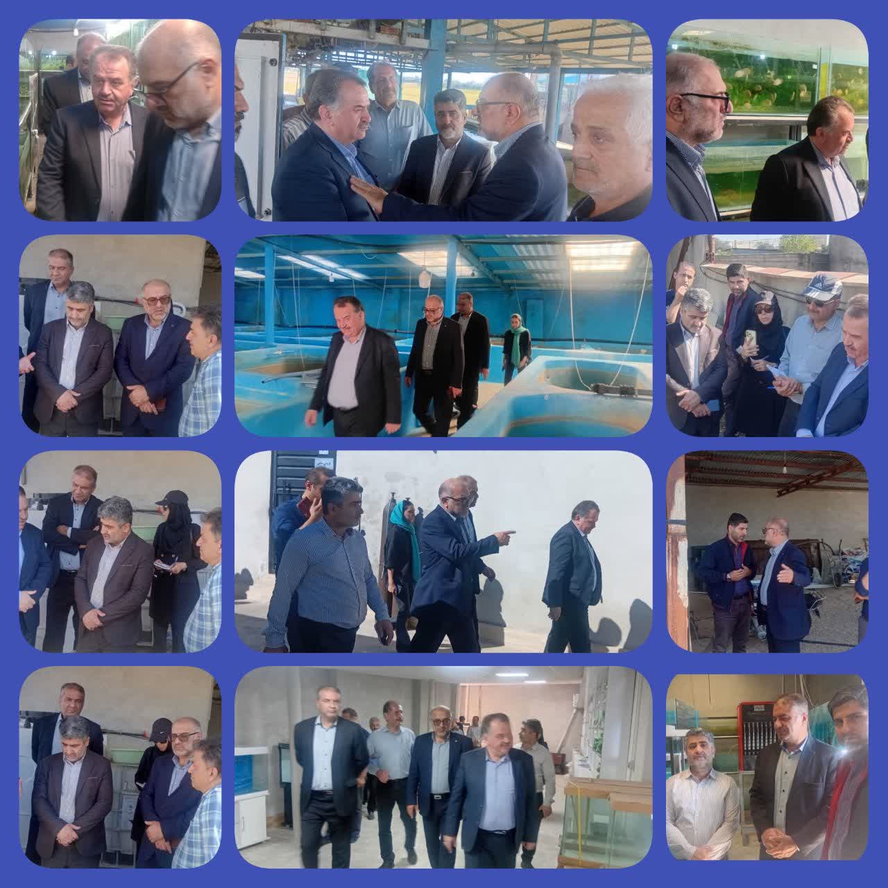 بازديد مسئولان سازمان شيلات ايران از مزارع پرورش ماهي مازندران با هدف توسعه پايدار توليد آبزيان