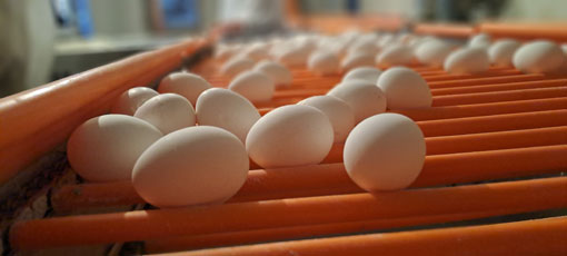 آذربایجان شرقی، قطب تولید تخم‌مرغ کشور با سهم 10 درصدی از تولید ملی