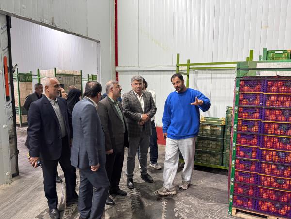 پيش‌بيني توليد 500 هزار تن مرکبات در ساري؛ چشم‌انداز روشن صادرات