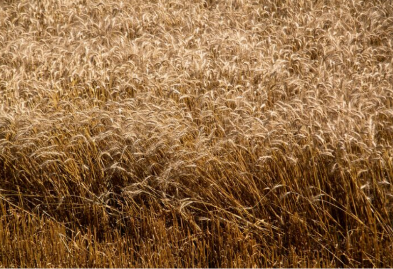 چین واردات گندم ایالات متحده را برای اولین بار از سال 2024 از سر می گیرد