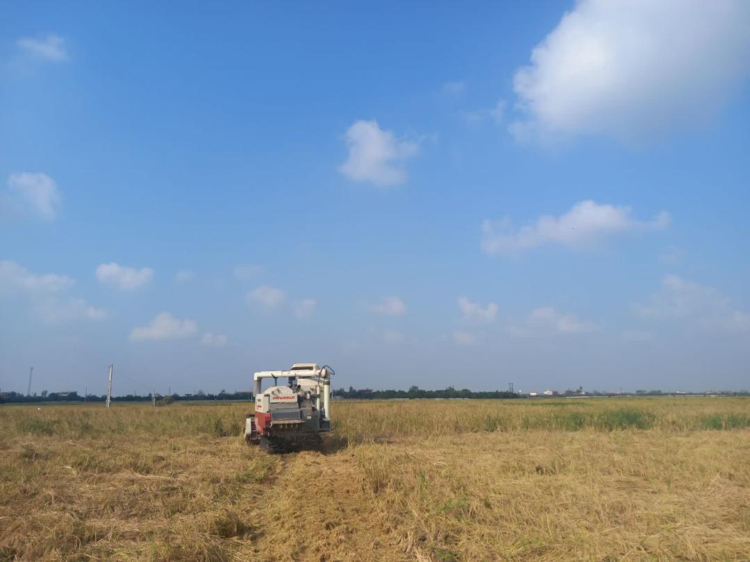 پايان برداشت رتون برنج با توليد 17 هزار تن شلتوک در بابل