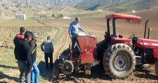ايجاد مزرع نمايشي تريتيکاله در بخش چهاردانگه شهرستان هوراند