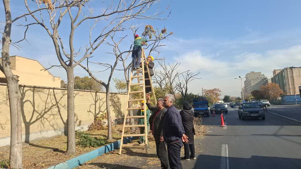 آغاز طرح هرس جوان‌سازی و فرم‌دهی درختان جنوب غرب تبریز