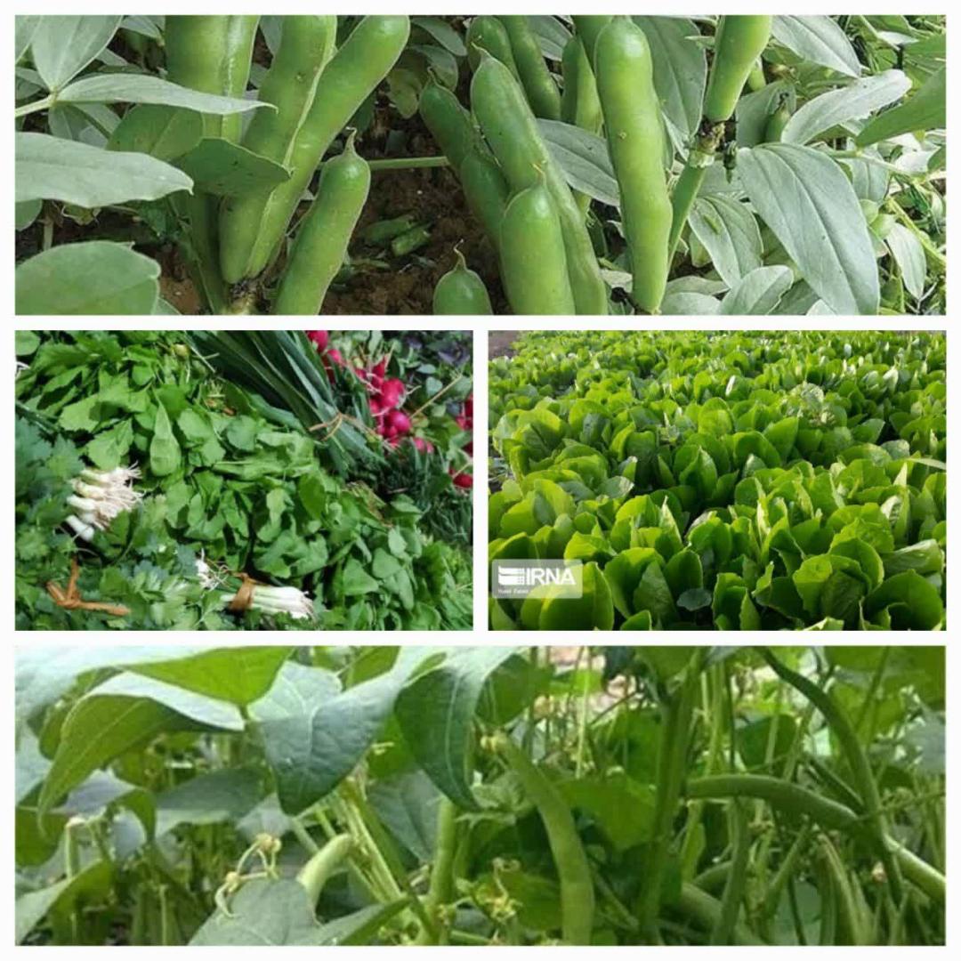 پيش بيني توليد 58 هزار تن سبزيجات پاييزه در بابل