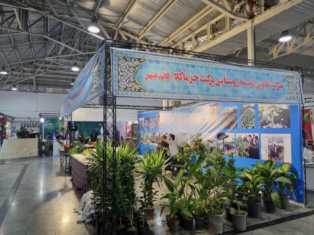 مهاجرت معکوس، هدف بنياد برکت است