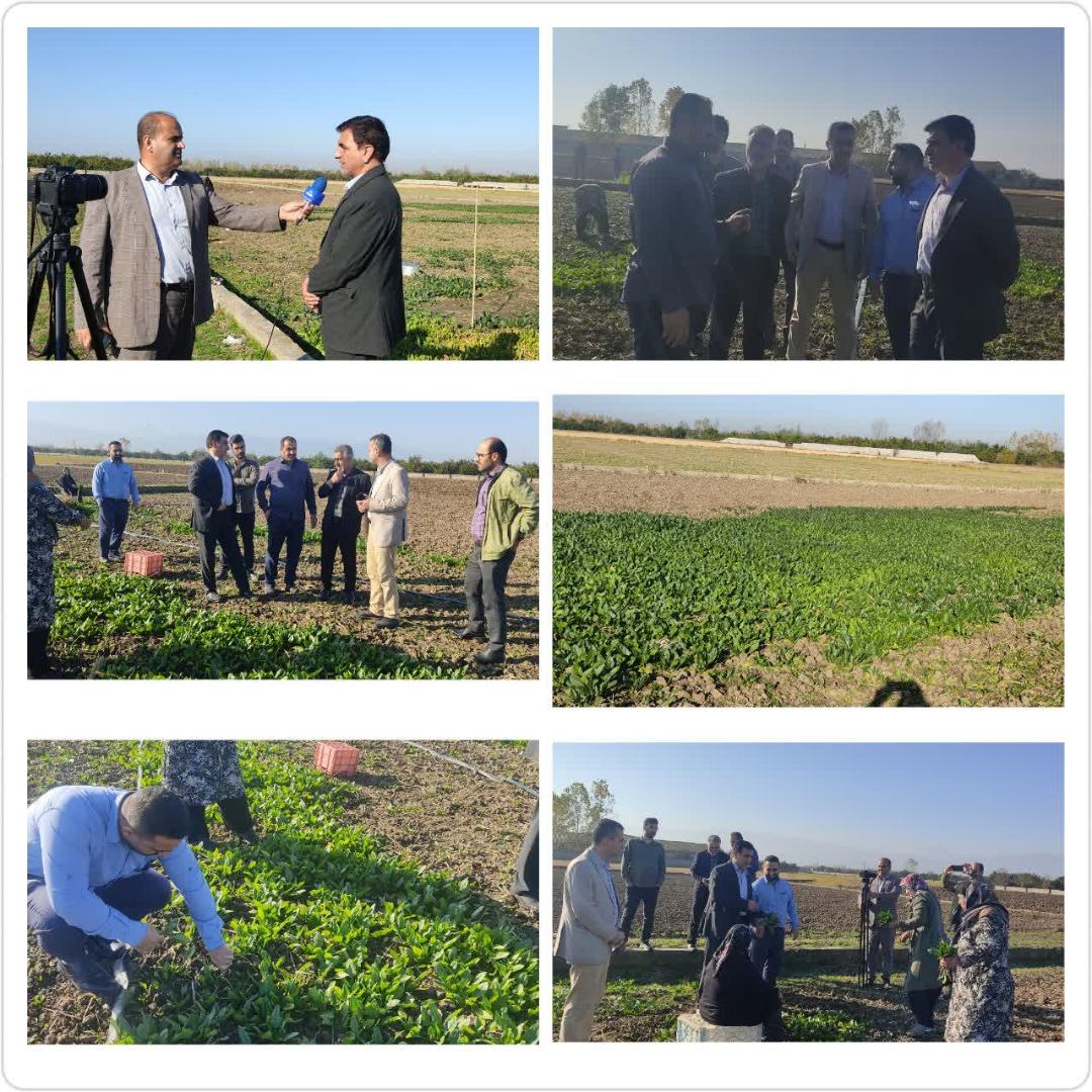 بازديد از مزرعه سبزيکاري 5 هکتاري در بابل؛ محرکي براي اشتغالزايي مستقيم و غيرمستقيم 33 نفر