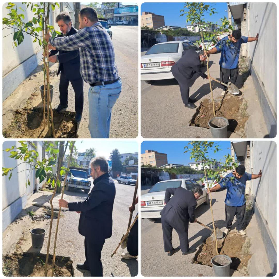 نهال‌هاي نارنج، هديه‌اي براي سبزي و آرامش محله بازگيرکلا