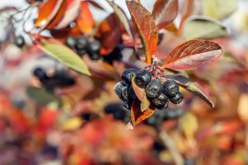 برنامه‌ريزي باغباني استان براي گسترش کشت زرشک سياه در آذربايجان شرقي